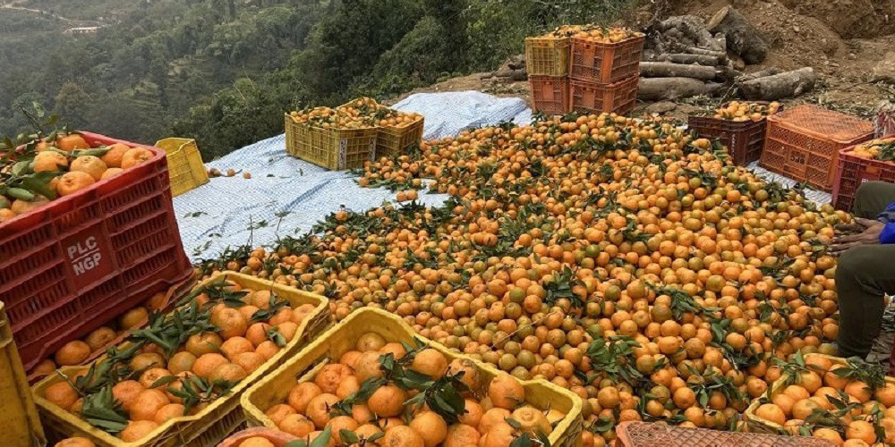 म्याग्दीको दोसल्ले गाउँबाट एक करोड ५० लाख बढीको सुन्तला बिक्री