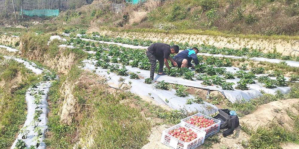 स्ट्रबेरी खेतीतर्फ आकर्षित हुँदै भोजपुरका किसान  