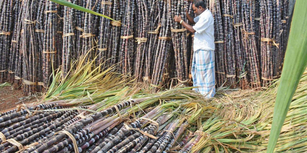 एक वर्षपछि पाए सर्लाहीका उखु किसानले अनुदानबापतको रकम