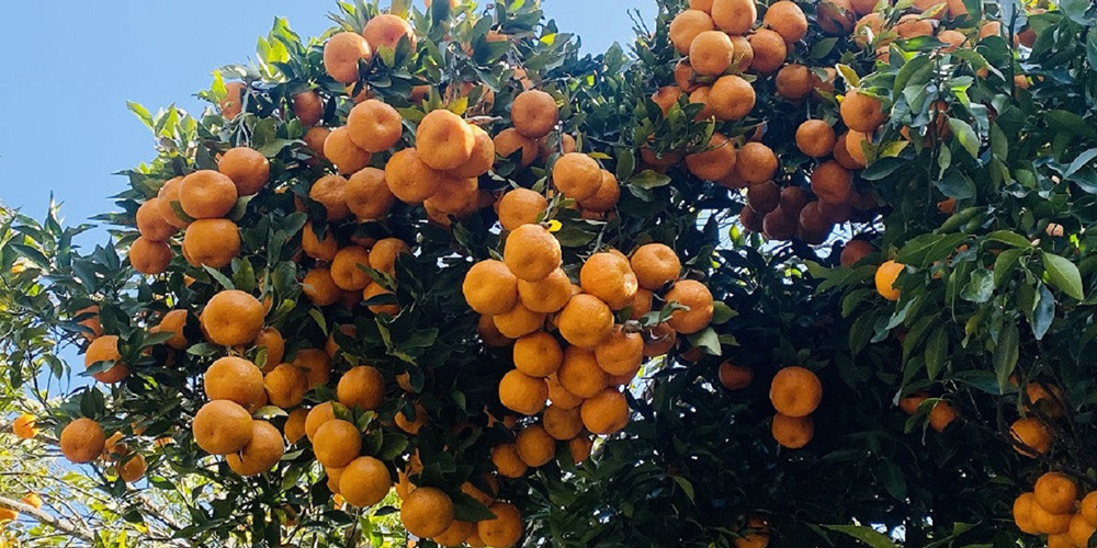 पाल्पामा ५२ करोड ७६ लाख बढीको सुन्तला बिक्री