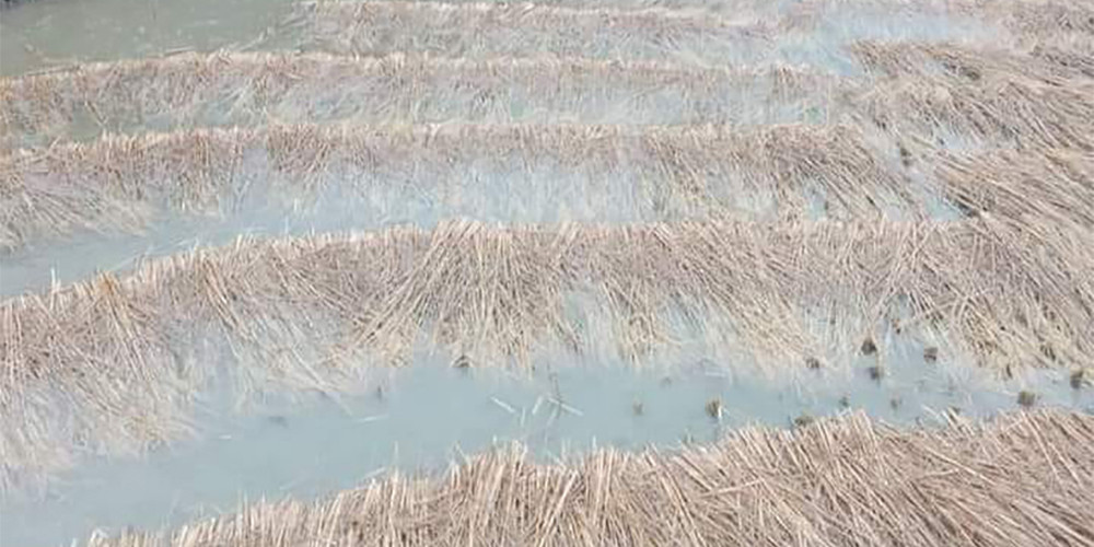 वर्षाले तनहुँ र म्याग्दीमा भित्र्याउने बेलाको धानबालीमा क्षति