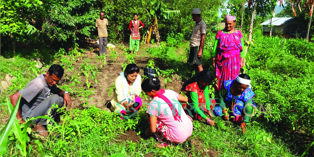 राहदानी बाकसमा थन्क्याएर तरकारीखेतीमा