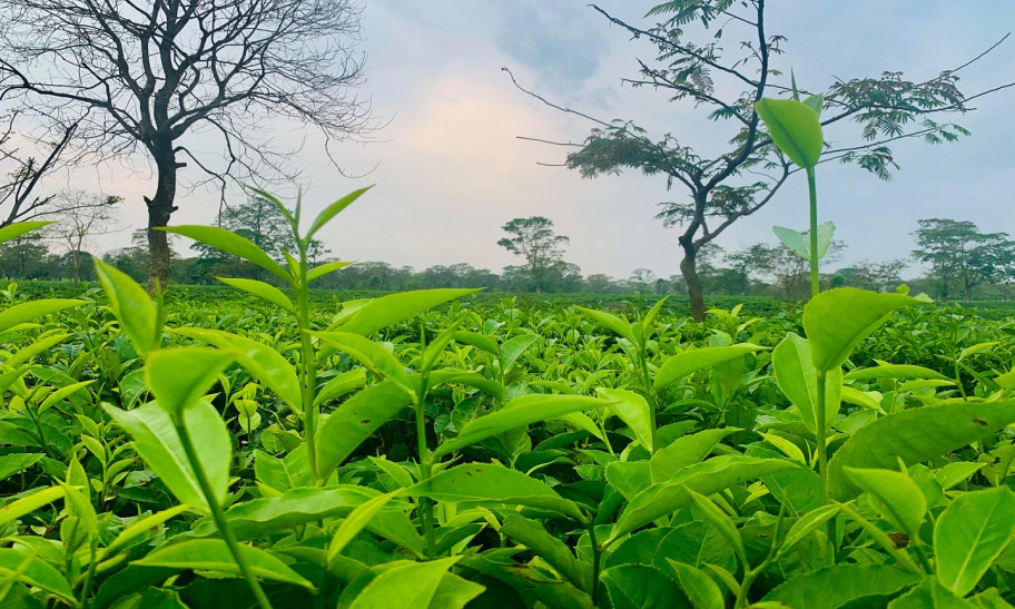 नेपालमै चिनिँदैन अर्थोडक्स चिया