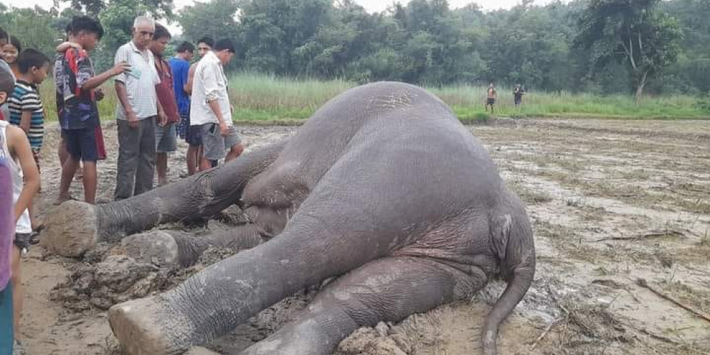 झापामा  ५ महिनामा २ हात्ती मृत फेला