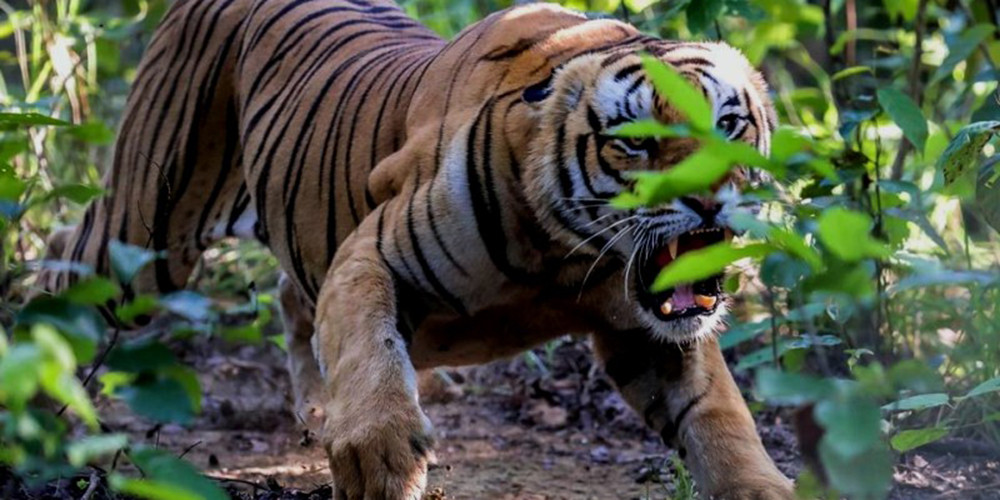 नारायणगढमा बाघको आक्रमणबाट एक जना घाइते