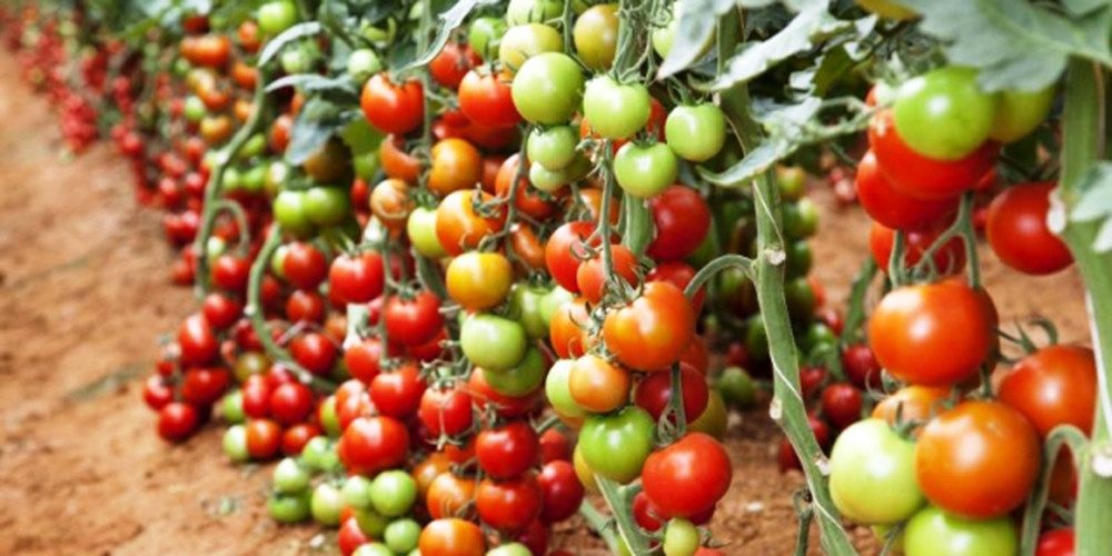 तरकारी र फलफूल खेतीबाट विदेशमा भन्दा बढी कमाइ