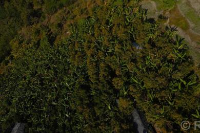 बिलाउनीको झाडी फाडेर सुन्तला बगान