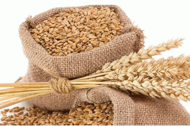 औरहीका किसानलाई अनुदानमा गहुँको बीउ