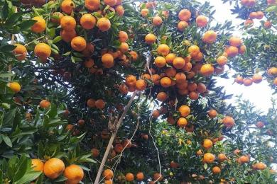 पर्वतबाट ३२ करोडको सुन्तला निर्यात