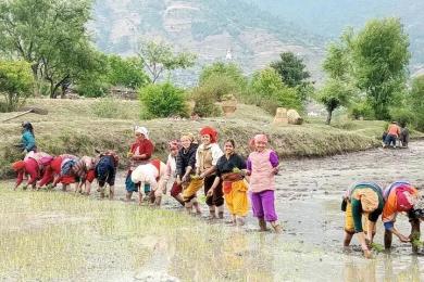 जुम्लाका किसानलाई मार्सीधान रोप्न भ्याइनभ्याइ