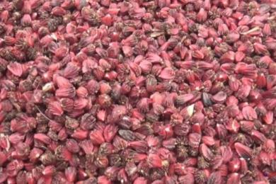 अलैँचीको मूल्यमा निरन्तर गिरावट