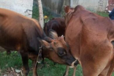 बिमाका लागि पशुको नामसारी अनिवार्य