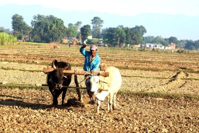 गहुँ छर्ने समयमा किसानलाई मल अभाव