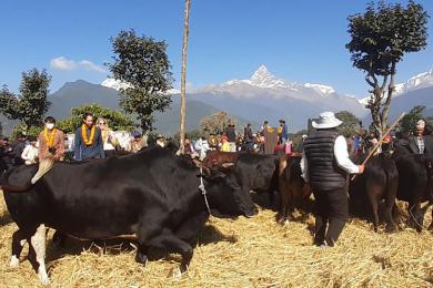 पोखरामा दाइँ महोत्सव