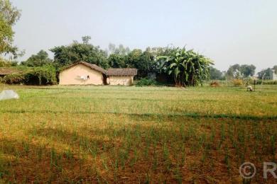 लसुन रोपेर आम्दानी गर्दै पिपलाडीका किसान