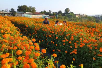 पुष्प व्यवसायः आठ अर्ब ८३ करोड लगानी, ५३ हजारलाई रोजगारी