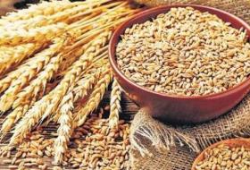 बारामा ७१ हजार ९२ मेट्रिकटन गहुँ उत्पादन