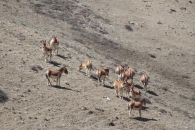 उपल्लो मुस्ताङमा देखिए जङ्गली गधा