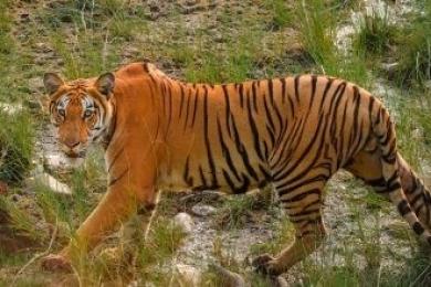 एक वर्षमा छ वटा पाटेबाघ मरे