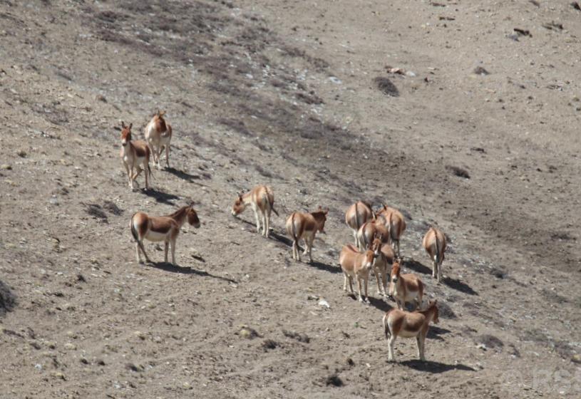 उपल्लो मुस्ताङमा देखिए जङ्गली गधा