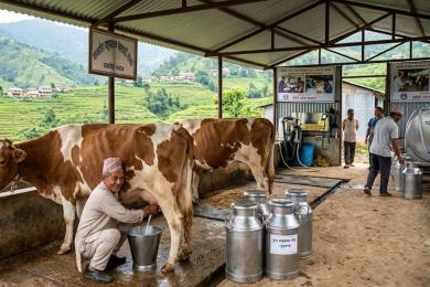 सहकारीको प्रयासले फाकफोकथुममा दुग्ध व्यवसाय फस्टाउँदो