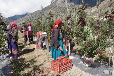 मुस्ताङमा ‘हाइब्रिड’ स्याउ उत्पादनमा वृद्धि