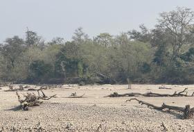 कर्णालीमा हरेक वर्ष बग्छन् करोडौँका काठ