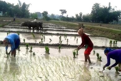 बागमती प्रदेशमा २० प्रतिशत धान रोपाइँ
