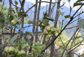 जुम्लाका किसानलाई काँचो स्याउ टिप्न प्रतिबन्ध