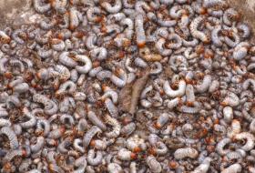 खुम्रे किराको आतङ्कले कृषक चिन्तित