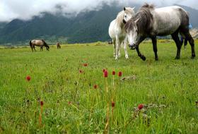 पर्यटकको मन बहलाउने ढोरपाटनको ‘बुकी’ 