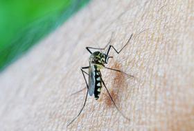 नेपालगञ्जमा डेंगु संक्रमण उच्च, बाँकेमा ९२ जना संक्रमित