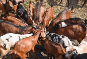 खसीबोका किन्दा हरियो सिङ भएका मात्र किन्न सुझाव