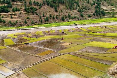 धान दिवस : जुम्ली मार्सी चामलको माग अन्तर्राष्ट्रिय बजारमा