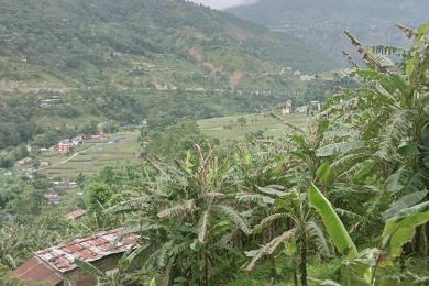 केरा खेतीले फेरियो जिन्दगी