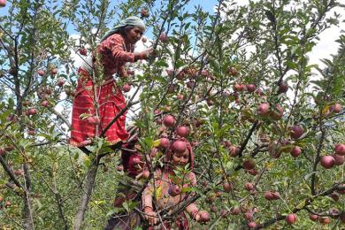 मुगुका किसानलाई स्याउ टिप्न चटारो