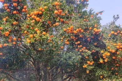 खोटाङबाट ३६ करोड बढीको सुन्तला निर्यात