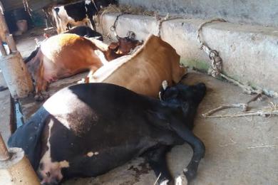 गाईको शोकमा किरिया ! 