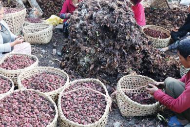 साढे सात अर्बको अलैँची निर्यात