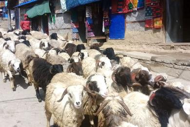 उपभोक्तालाई थप सहुलियत दिन खाद्यले घटायो खसी बोकाको मूल्य