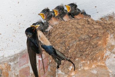 घरमा छैनन् परेवा र गौँथली, वनमा छैनन् ढिकुर र मालचरी