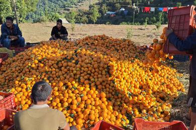 सुन्तला खेतीबाट १० करोड भित्र्याउँदै इच्छाकामना गाउँपालिका