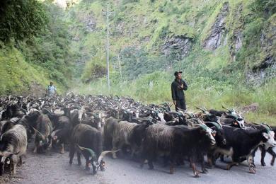 यसवर्ष च्याङग्राको मूल्य घट्यो 