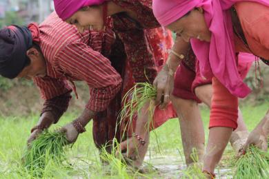 पर्सामा ६० प्रतिशत रोपाइँ