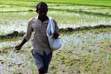 मधेश प्रदेशको कृषि : १२ चुनौती, आठ सम्भावना