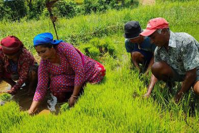 किसानलाई रासायनिक मल पाउन सधैँ सकस