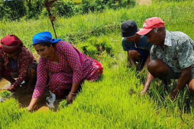 गण्डकी प्रदेश : धान उत्पादन घट्यो