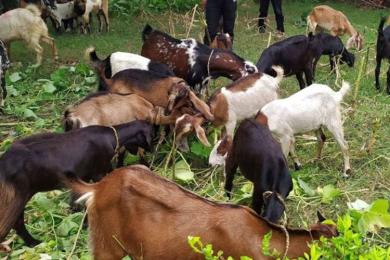अनुदान पाएपछि व्यावसायिक बाख्रा पालनमा चितवनका चेपाङ समुदाय