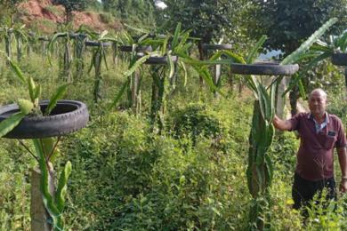 जसले ‘ड्रागन फ्रुट’ बेचेरै कमाउँछन् वार्षिक १५ लाख