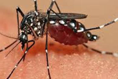 बागमतीमा डेंगु सङ्क्रमित सङ्ख्या ११ हजार नाघ्यो